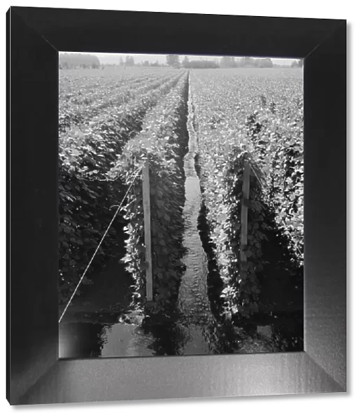 Possibly: Beanfield showing irrigation, near West Stayton, Marion County, Oregon, 1939. Creator: Dorothea Lange