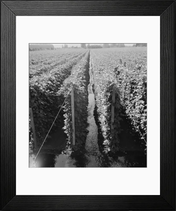 Framed Print : Possibly: Beanfield showing irrigation, near West Stayton, Marion County, Oregon, 1939. Creator: Dorothea Lange Framed Print : Possibly: Beanfield showing irrigation, near West Stayton, Marion County, Oregon, 1939. Creator: Dorothea Lange