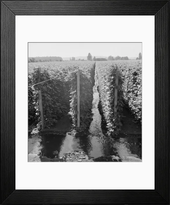 Framed Print : Beanfield showing irrigation, near West Stayton, Marion County, Oregon, 1939. Creator: Dorothea Lange Framed Print : Beanfield showing irrigation, near West Stayton, Marion County, Oregon, 1939. Creator: Dorothea Lange