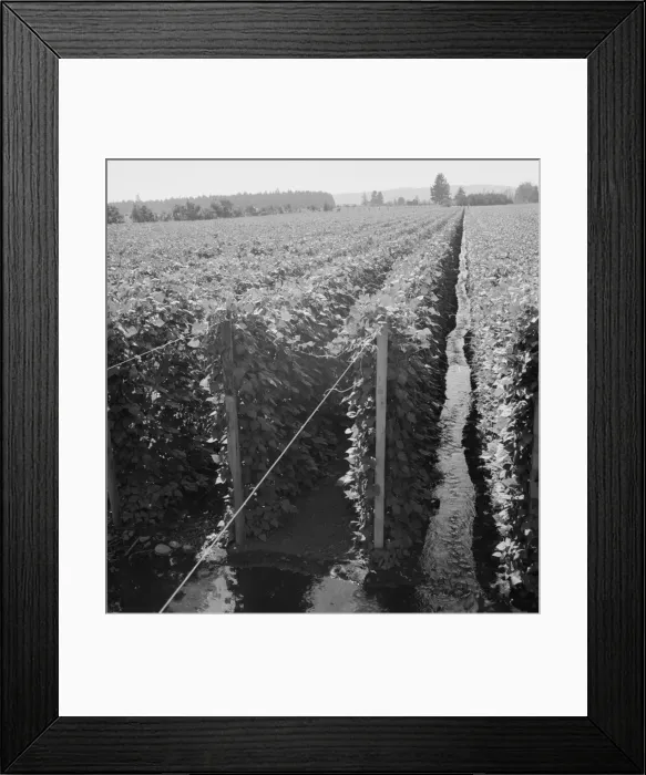 Framed Print : Beanfield showing irrigation, near West Stayton, Marion County, Oregon, 1939. Creator: Dorothea Lange Framed Print : Beanfield showing irrigation, near West Stayton, Marion County, Oregon, 1939. Creator: Dorothea Lange
