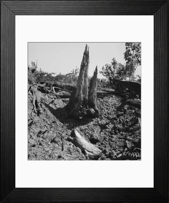 Framed Print : Stumps on Nieman farm where bulldozer is working, near Vader, Lewis County, Western Washington, 1939 Creator: Dorothea Lange Framed Print : Stumps on Nieman farm where bulldozer is working, near Vader, Lewis County, Western Washington, 1939 Creator: Dorothea Lange