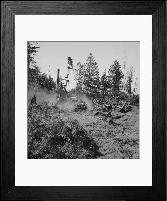 Framed Print : Bulldozer clearing and pushing stumps... near Vader, Lewis County, Western Washington, 1939. Creator: Dorothea Lange