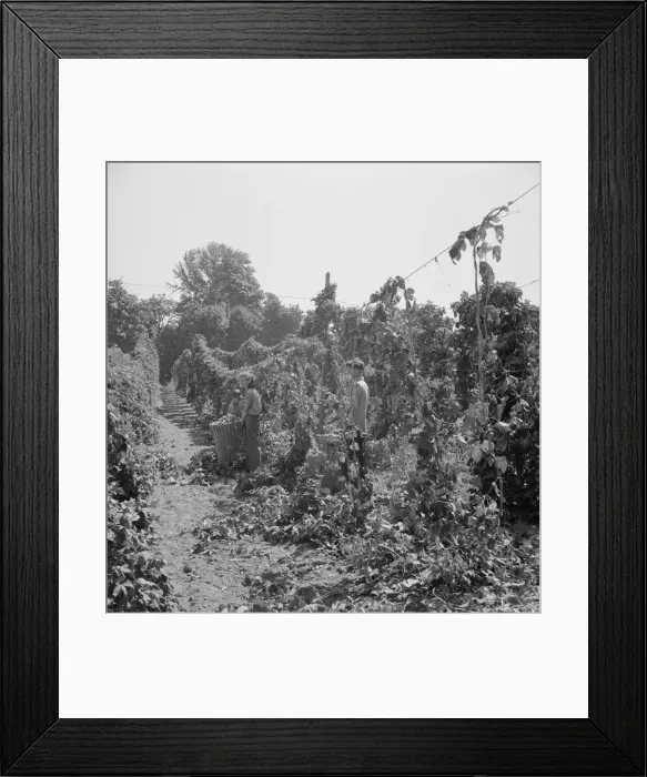 Framed Print : View of hop yard, pickers at work, near Independence, Polk County, Oregon, 1939. Creator: Dorothea Lange Framed Print : View of hop yard, pickers at work, near Independence, Polk County, Oregon, 1939. Creator: Dorothea Lange