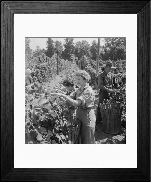 Framed Print : Possibly: View of hop yard, pickers at work, near Independence, Polk County, Oregon, 1939. Creator: Dorothea Lange Framed Print : Possibly: View of hop yard, pickers at work, near Independence, Polk County, Oregon, 1939. Creator: Dorothea Lange
