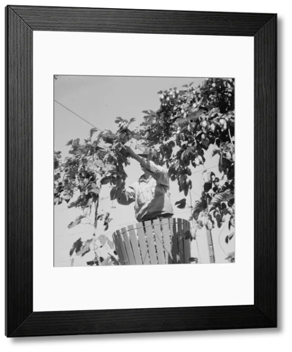 Framed Print : Hop vine and hop picker, near Independence, Polk County, Oregon, 1939. Creator: Dorothea Lange Framed Print : Hop vine and hop picker, near Independence, Polk County, Oregon, 1939. Creator: Dorothea Lange