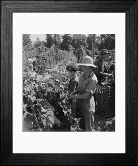 Framed Print : Possibly: Migratory field workers in hop field, near Independence, Oregon, 1939. Creator: Dorothea Lange Framed Print : Possibly: Migratory field workers in hop field, near Independence, Oregon, 1939. Creator: Dorothea Lange