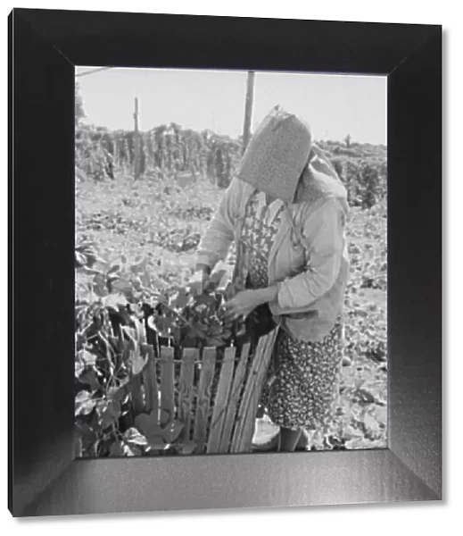 Mother of family now migrants of Pacific coast, picking hops, Polk County, Oregon, 1939. Creator: Dorothea Lange