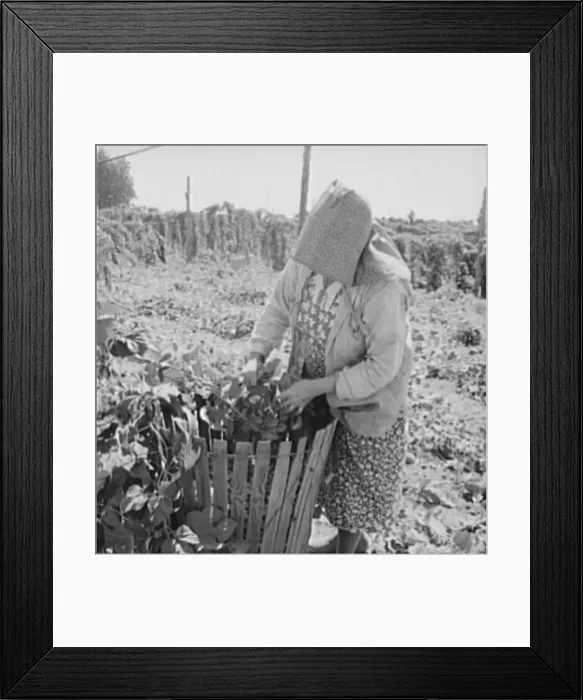 Framed Print : Mother of family now migrants of Pacific coast, picking hops, Polk County, Oregon, 1939. Creator: Dorothea Lange Framed Print : Mother of family now migrants of Pacific coast, picking hops, Polk County, Oregon, 1939. Creator: Dorothea Lange