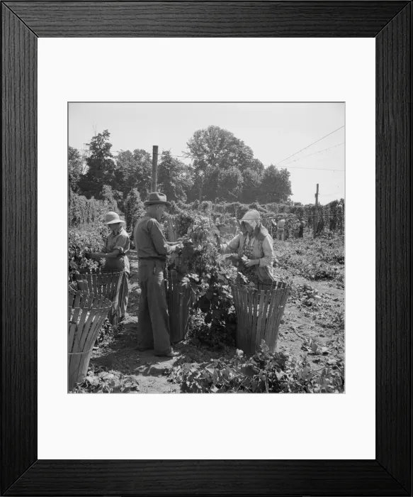 Framed Print : Migratory field workers in hop field, near Independence, Oregon, 1939. Creator: Dorothea Lange Framed Print : Migratory field workers in hop field, near Independence, Oregon, 1939. Creator: Dorothea Lange