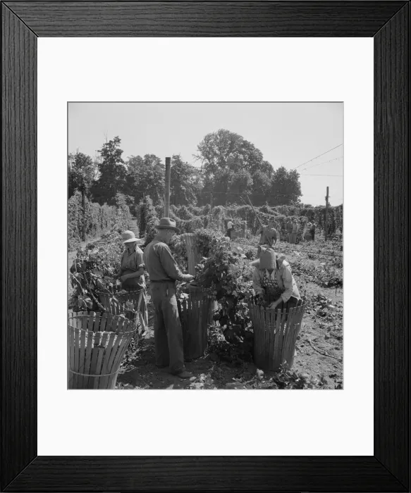 Framed Print : Migratory field workers in hop field, near Independence, Oregon, 1939. Creator: Dorothea Lange Framed Print : Migratory field workers in hop field, near Independence, Oregon, 1939. Creator: Dorothea Lange