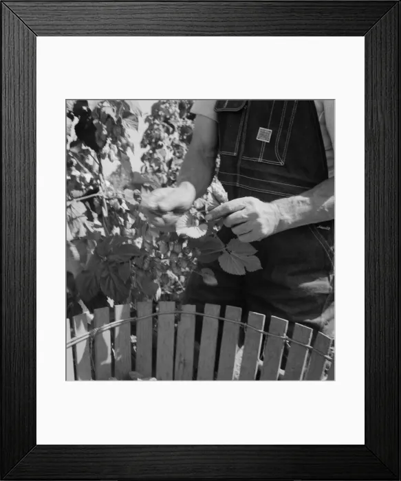 Framed Print : Possibly: Hop picker, once Nebraska farm owner, near Independence, Polk County, Oregon, 1939. Creator: Dorothea Lange Framed Print : Possibly: Hop picker, once Nebraska farm owner, near Independence, Polk County, Oregon, 1939. Creator: Dorothea Lange