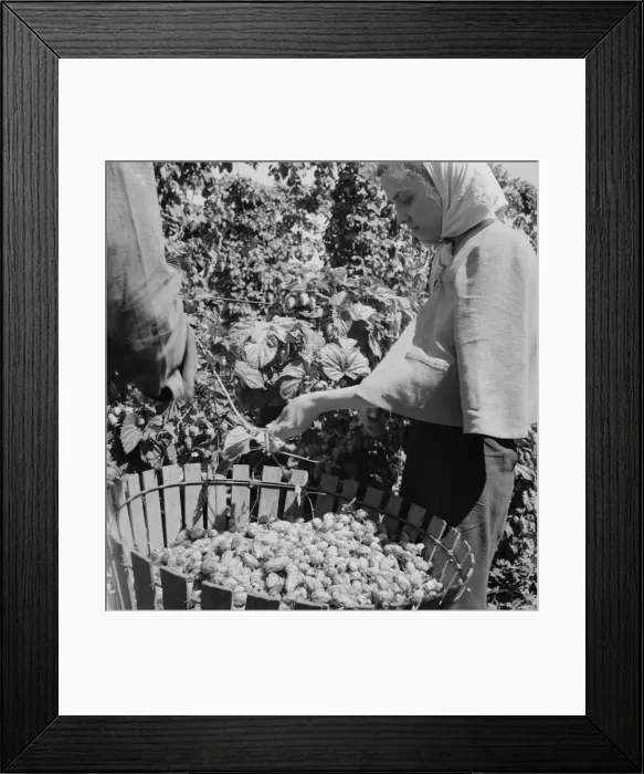 Framed Print : Possibly: Migratory field workers in hop field, Near Independence, Oregon, 1939. Creator: Dorothea Lange Framed Print : Possibly: Migratory field workers in hop field, Near Independence, Oregon, 1939. Creator: Dorothea Lange