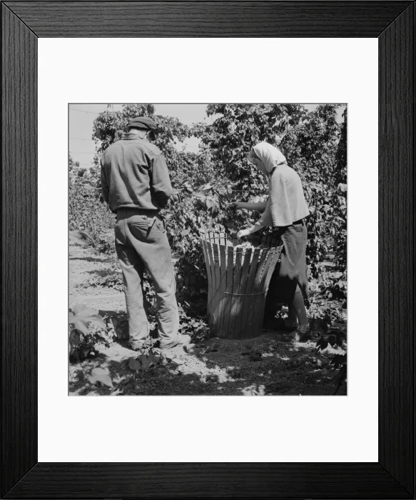 Framed Print : Migratory hop pickers, man and wife, work together, Oregon. Polk County, near Independence, 1939. Creator: Dorothea Lange Framed Print : Migratory hop pickers, man and wife, work together, Oregon. Polk County, near Independence, 1939. Creator: Dorothea Lange