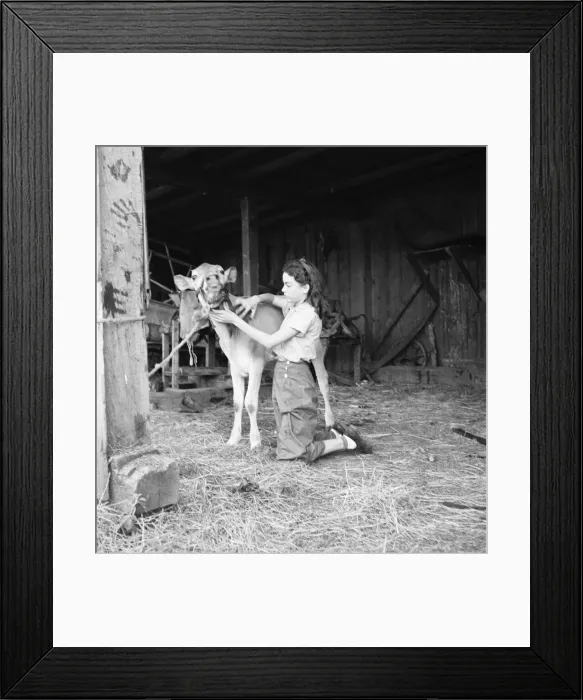 Framed Print : Young girl, daughter of small pear farmer tends her calf, near Medford, Oregon, 1939. Creator: Dorothea Lange Framed Print : Young girl, daughter of small pear farmer tends her calf, near Medford, Oregon, 1939. Creator: Dorothea Lange