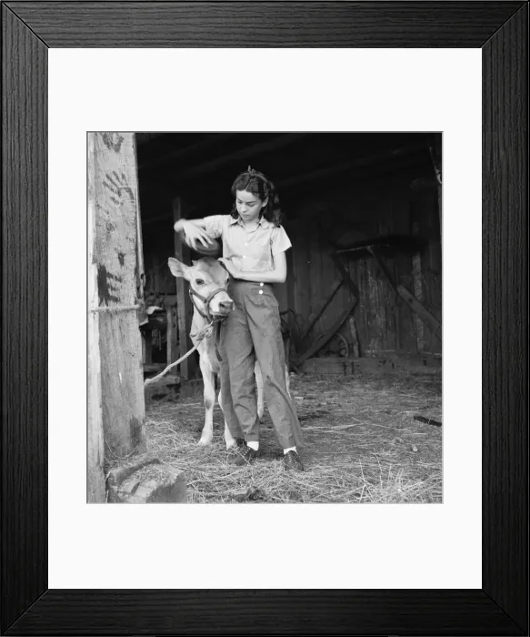 Framed Print : Young girl, daughter of small pear farmer tends her calf, near Medford, Oregon, 1939. Creator: Dorothea Lange Framed Print : Young girl, daughter of small pear farmer tends her calf, near Medford, Oregon, 1939. Creator: Dorothea Lange