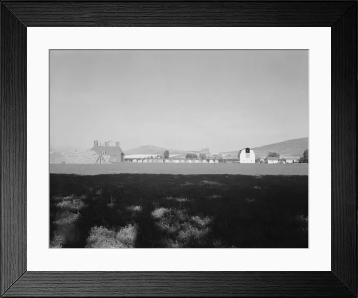 Framed Print : Looking across alfalfa field, late afternoon, Moxee Valley district, Yakima Valley, Washington, 1939 Creator: Dorothea Lange Framed Print : Looking across alfalfa field, late afternoon, Moxee Valley district, Yakima Valley, Washington, 1939 Creator: Dorothea Lange
