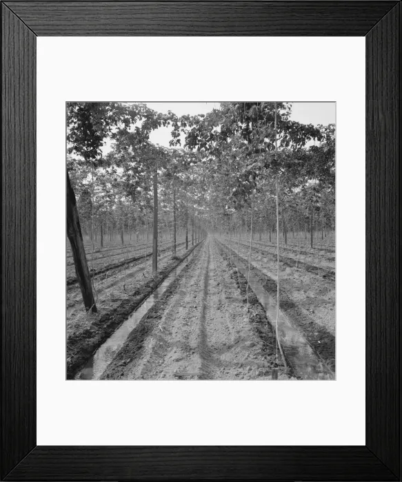 Framed Print : Possibly: Hop yard, shows poles, wires, irrigation ditch and hop... Yakima Valley, Washington, 1939 Creator: Dorothea Lange Framed Print : Possibly: Hop yard, shows poles, wires, irrigation ditch and hop... Yakima Valley, Washington, 1939 Creator: Dorothea Lange
