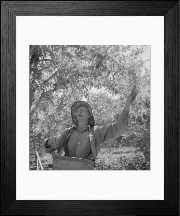 Framed Print : Possibly: Dumping full sack of picked pears to lug box... Yakima Valley, Wahington, 1939. Creator: Dorothea Lange Framed Print : Possibly: Dumping full sack of picked pears to lug box... Yakima Valley, Wahington, 1939. Creator: Dorothea Lange
