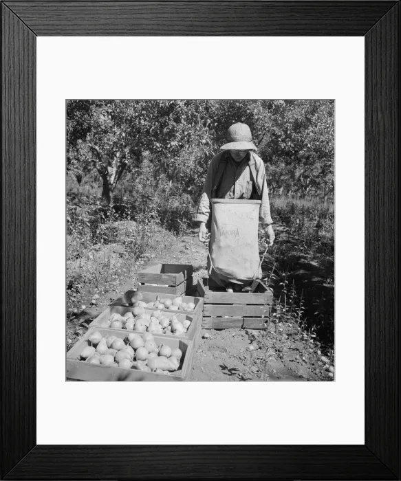 Framed Print : Dumping full sack of picked pears to lug box... Yakima Valley, Wahington, 1939. Creator: Dorothea Lange Framed Print : Dumping full sack of picked pears to lug box... Yakima Valley, Wahington, 1939. Creator: Dorothea Lange