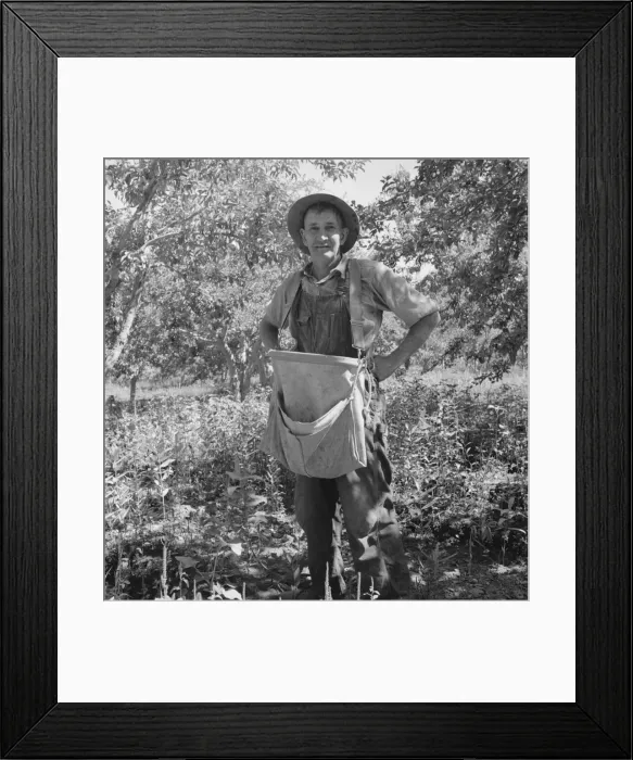 Framed Print : Fruit tramp, Yakima Valley, Wahington, 1939. Creator: Dorothea Lange Framed Print : Fruit tramp, Yakima Valley, Wahington, 1939. Creator: Dorothea Lange