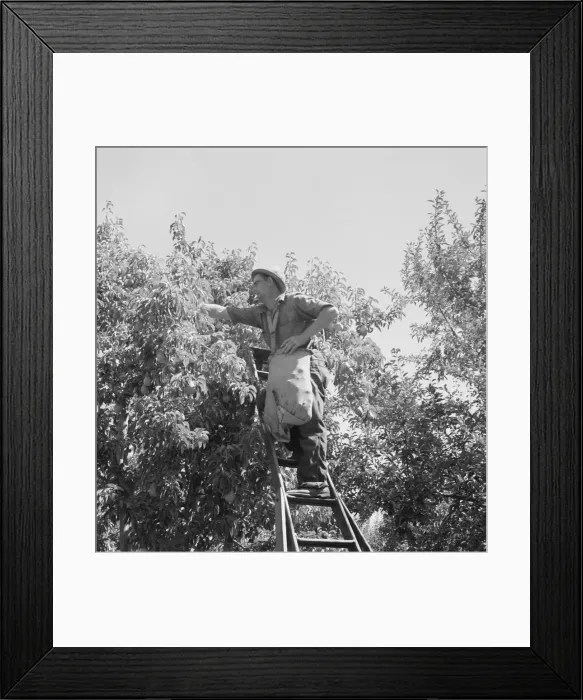 Framed Print : Possibly: Harvesting pears, Pleasant Hill Orchards, Yakima Valley, Washington, 1939. Creator: Dorothea Lange Framed Print : Possibly: Harvesting pears, Pleasant Hill Orchards, Yakima Valley, Washington, 1939. Creator: Dorothea Lange