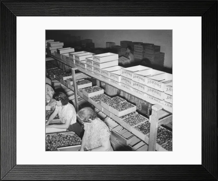 Framed Print : Packing fresh prunes at night on Produce Row during busy season, Yakima, Washington, 1939. Creator: Dorothea Lange Framed Print : Packing fresh prunes at night on Produce Row during busy season, Yakima, Washington, 1939. Creator: Dorothea Lange