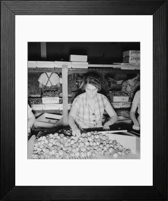 Framed Print : Packing fresh prunes at night in packinghouse during busy season, Yakima, Washington, 1939. Creator: Dorothea Lange Framed Print : Packing fresh prunes at night in packinghouse during busy season, Yakima, Washington, 1939. Creator: Dorothea Lange