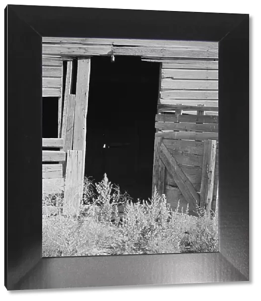 Weeds crowd the barn door abandoned in Columbian Basin, Grant County, Washington, 1939. Creator: Dorothea Lange