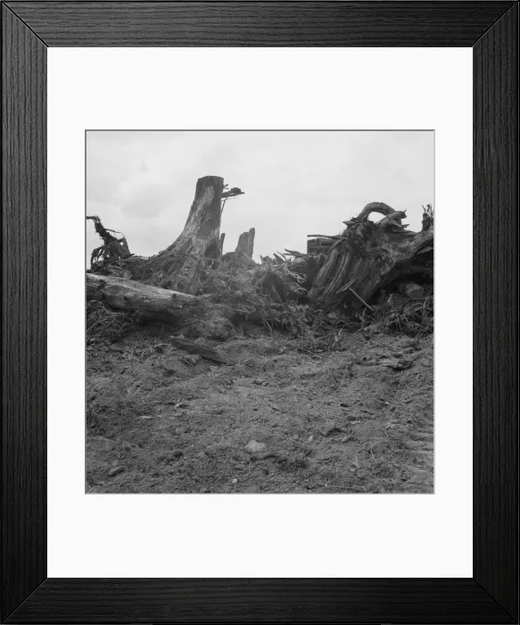 Framed Print : Close-up of stump pile before burning, Michigan Hill, Thurston County, Western Washington, 1939. Creator: Dorothea Lange Framed Print : Close-up of stump pile before burning, Michigan Hill, Thurston County, Western Washington, 1939. Creator: Dorothea Lange