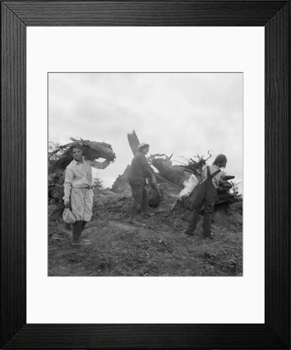 Framed Print : After the bulldozer has taken out and piled the heavy stumps... Michigan Hill, Washington, 1939. Creator: Dorothea Lange