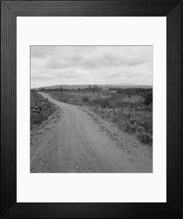 Framed Print : Another cut-over farm located across the road from Kytta place, Michigan Hill, Washington, 1939. Creator: Dorothea Lange Framed Print : Another cut-over farm located across the road from Kytta place, Michigan Hill, Washington, 1939. Creator: Dorothea Lange
