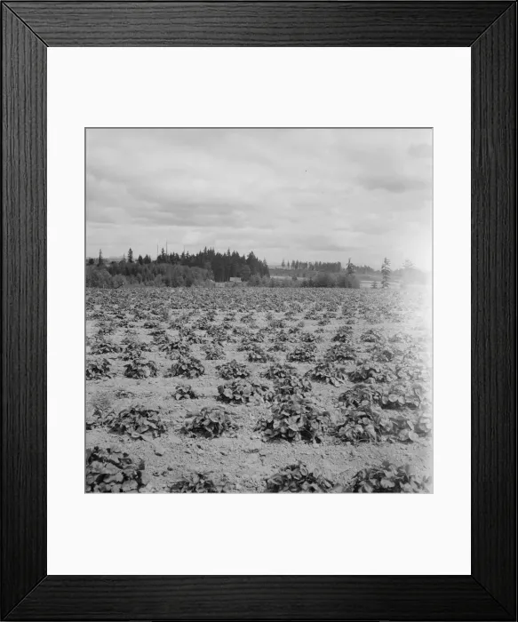 Framed Print : Shows the Arnold house, looking across their strawberry field... Michigan Hill, Washington, 1939. Creator: Dorothea Lange Framed Print : Shows the Arnold house, looking across their strawberry field... Michigan Hill, Washington, 1939. Creator: Dorothea Lange