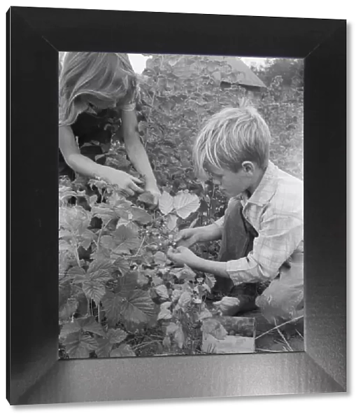 Possibly: Arnold children picking raspberries in the new berry... Michigan Hill, Washington, 1939. Creator: Dorothea Lange