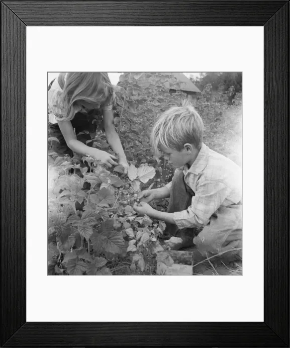 Framed Print : Possibly: Arnold children picking raspberries in the new berry... Michigan Hill, Washington, 1939. Creator: Dorothea Lange Framed Print : Possibly: Arnold children picking raspberries in the new berry... Michigan Hill, Washington, 1939. Creator: Dorothea Lange