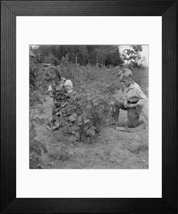 Framed Print : Arnold children picking raspberries in the new berry patch, Michigan Hill, Western Washington, 1939. Creator: Dorothea Lange Framed Print : Arnold children picking raspberries in the new berry patch, Michigan Hill, Western Washington, 1939. Creator: Dorothea Lange
