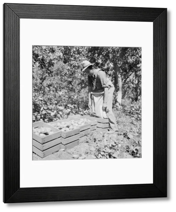 Framed Print : Dumping full sack of picked pears to lug box... Yakima Valley, Washington, 1939. Creator: Dorothea Lange Framed Print : Dumping full sack of picked pears to lug box... Yakima Valley, Washington, 1939. Creator: Dorothea Lange
