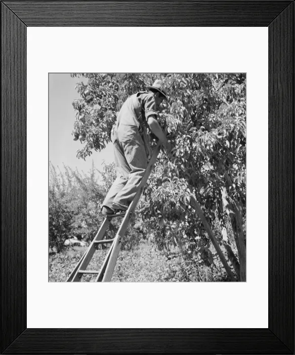 Framed Print : Possibly: Picking pears, Pleasant Hill Orchard, Yakima Valley, Washington, 1939. Creator: Dorothea Lange Framed Print : Possibly: Picking pears, Pleasant Hill Orchard, Yakima Valley, Washington, 1939. Creator: Dorothea Lange