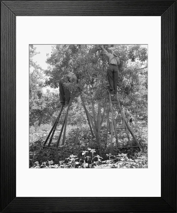 Framed Print : Picking pears, Pleasant Hill Orchard, Yakima Valley, Washington, 1939. Creator: Dorothea Lange Framed Print : Picking pears, Pleasant Hill Orchard, Yakima Valley, Washington, 1939. Creator: Dorothea Lange