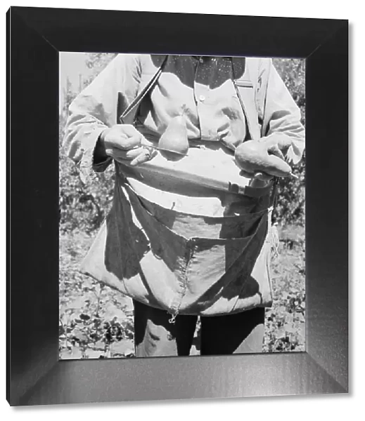 Picker demonstrates how pears are ringed, Yakima Valley, Washington, 1939. Creator: Dorothea Lange