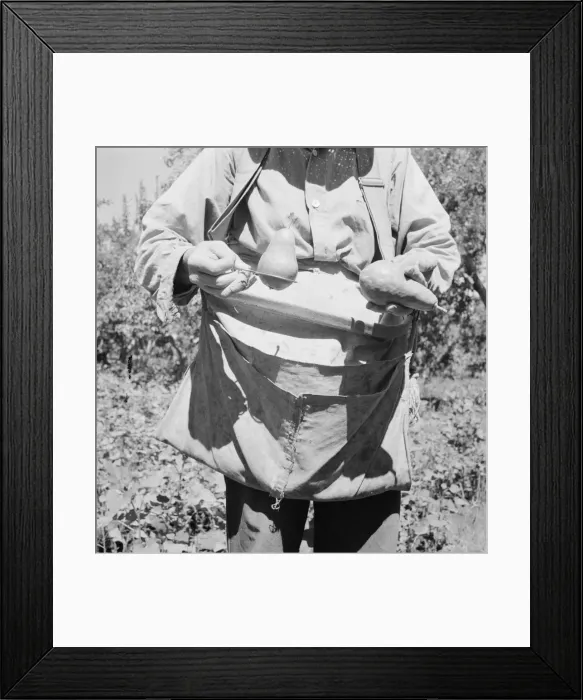 Framed Print : Picker demonstrates how pears are ringed, Yakima Valley, Washington, 1939. Creator: Dorothea Lange Framed Print : Picker demonstrates how pears are ringed, Yakima Valley, Washington, 1939. Creator: Dorothea Lange