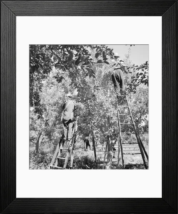 Framed Print : Picking pears, Pleasant Hill Orchards, Yakima Valley, Washington, 1939. Creator: Dorothea Lange Framed Print : Picking pears, Pleasant Hill Orchards, Yakima Valley, Washington, 1939. Creator: Dorothea Lange