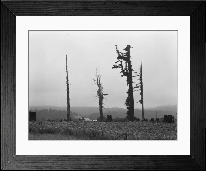 Framed Print : Redwood trees and stumps on redwood highway, Scotia, Humboldt County, California, 1939. Creator: Dorothea Lange Framed Print : Redwood trees and stumps on redwood highway, Scotia, Humboldt County, California, 1939. Creator: Dorothea Lange