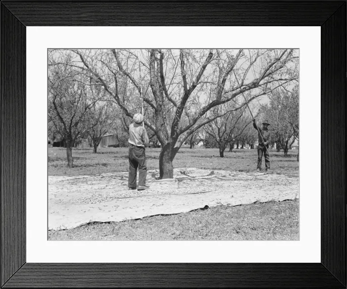 Framed Print : Harvesting on almond ranch, local day labor, near Walnut Creek, Contra Costa County, CA, 1939. Creator: Dorothea Lange Framed Print : Harvesting on almond ranch, local day labor, near Walnut Creek, Contra Costa County, CA, 1939. Creator: Dorothea Lange