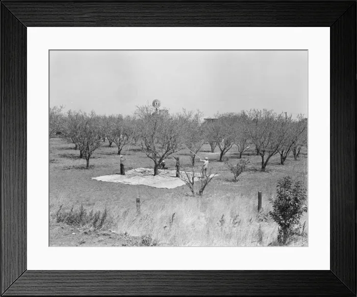 Framed Print : Harvesting on almond ranch, local day labor, near Walnut Creek, Contra Costa County, 1939. Creator: Dorothea Lange Framed Print : Harvesting on almond ranch, local day labor, near Walnut Creek, Contra Costa County, 1939. Creator: Dorothea Lange