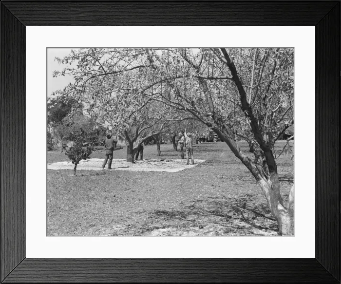 Framed Print : Harvesting on almond ranch, local day labor, near Walnut Creek, Contra Costa County, 1939. Creator: Dorothea Lange Framed Print : Harvesting on almond ranch, local day labor, near Walnut Creek, Contra Costa County, 1939. Creator: Dorothea Lange
