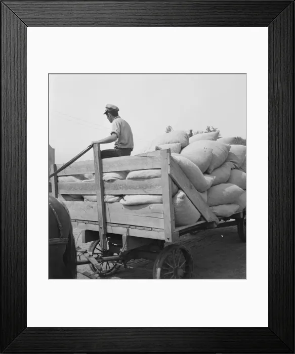 Framed Print : Hop, transported from field to kiln, near Grants Pass, Josephine County, Oregon, 1939. Creator: Dorothea Lange Framed Print : Hop, transported from field to kiln, near Grants Pass, Josephine County, Oregon, 1939. Creator: Dorothea Lange
