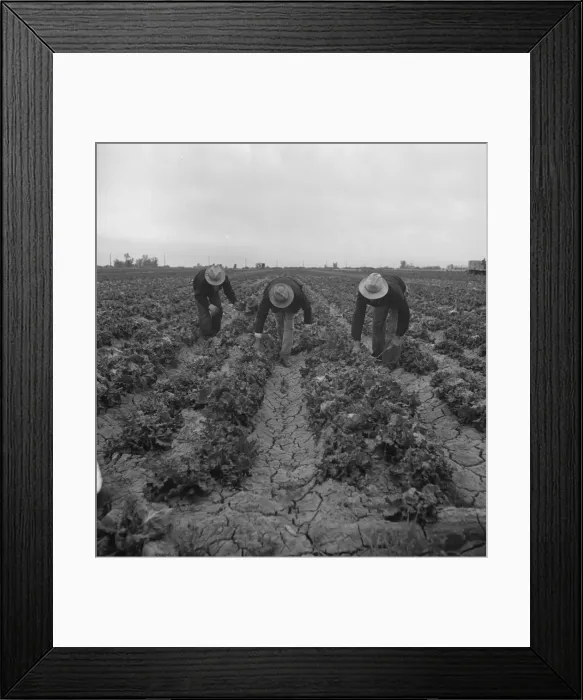 Framed Print : Filipinos cutting lettuce, near Westmorland, Imperial Valley, 1939. Creator: Dorothea Lange Framed Print : Filipinos cutting lettuce, near Westmorland, Imperial Valley, 1939. Creator: Dorothea Lange