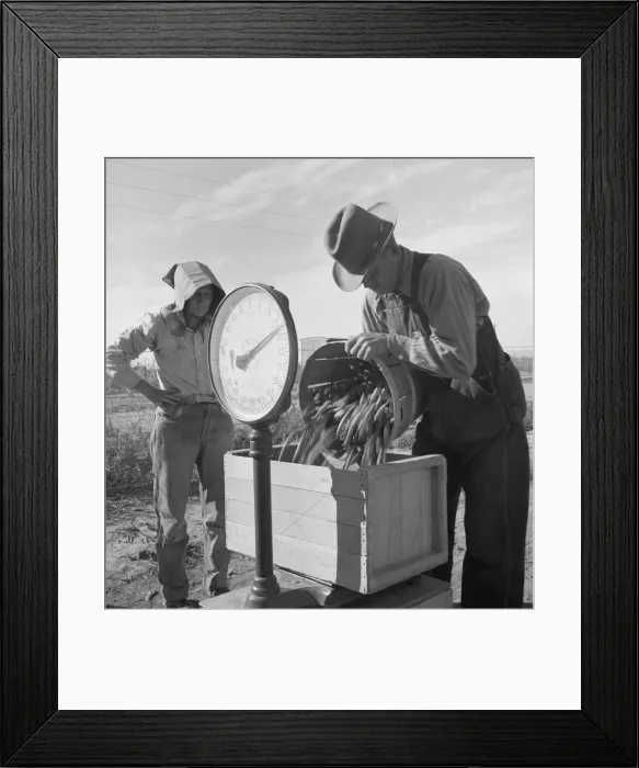 Framed Print : Open air food factory - weighing in peas, California, 1939. Creator: Dorothea Lange Framed Print : Open air food factory - weighing in peas, California, 1939. Creator: Dorothea Lange
