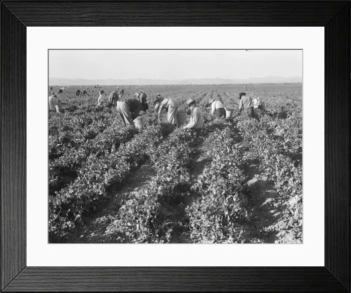 Framed Print : 500 pea pickers in field of large-scale Sinclair Ranch, near Calipatria, California, 1939. Creator: Dorothea Lange Framed Print : 500 pea pickers in field of large-scale Sinclair Ranch, near Calipatria, California, 1939. Creator: Dorothea Lange