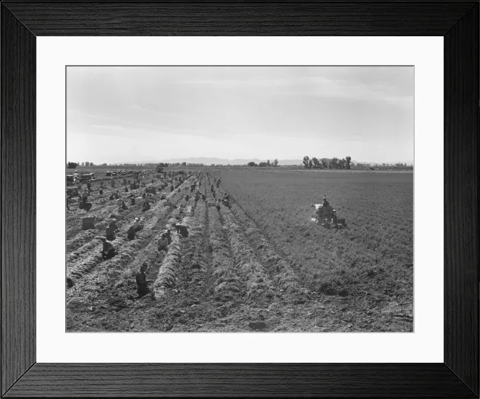 Framed Print : Large scale agriculture, near Meloland, Imperial Valley, 1939. Creator: Dorothea Lange Framed Print : Large scale agriculture, near Meloland, Imperial Valley, 1939. Creator: Dorothea Lange